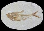 Detailed, Diplomystus Fossil Fish - Wyoming #79064-1